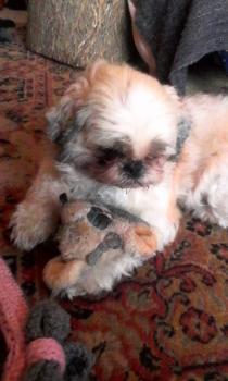 Wicket, Shih Tzu