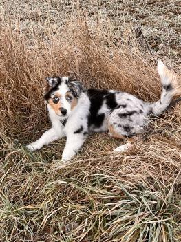 Arnošt, Australian Shepherd Dog