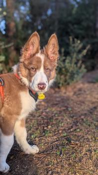 Bob, Border Collie