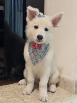 Nina Saori, White swiss Shepherd Dog