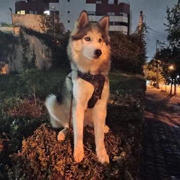 Adonis, Siberian Husky