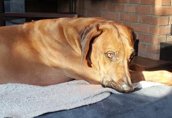 THÉSIS, Rhodesian Ridgeback