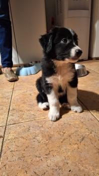 Pepe, Border Collie