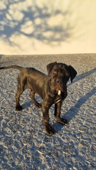 Great Thor, Cane Corso