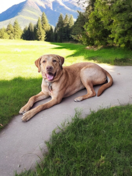 Oliver, Labrador