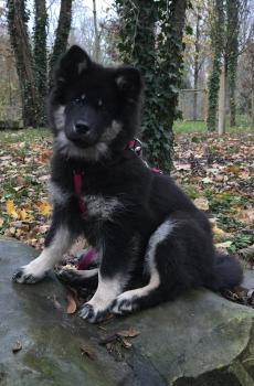 VAYA, Eurasier