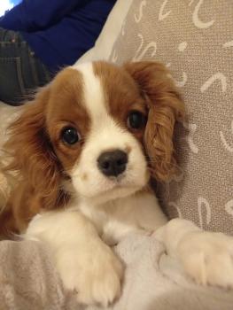 Sole, Cavalier King Charles