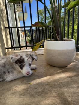 Damper, Border Collie