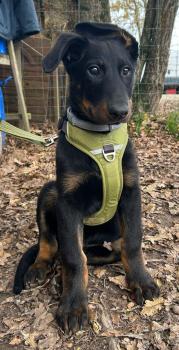 Virus, Beauceron Beauce Shepherd