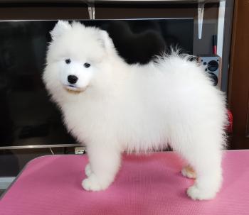 Kyran, Samoyede