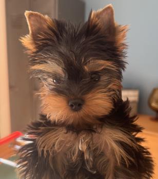 Yuki, Yorkshire Terrier