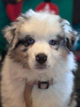 Atlas, Australian Shepherd Dog