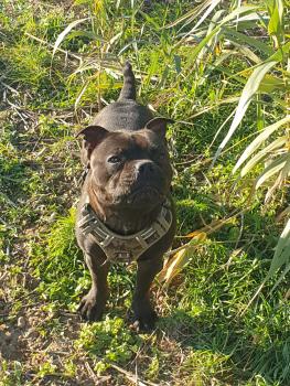 U'Tayler de la Furia Roja, Staffordshire Bull Terrier