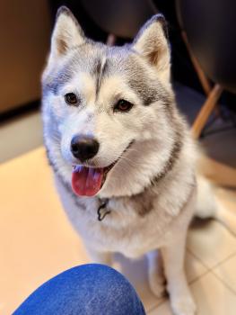 Luna Bruna, Husky Siberiano