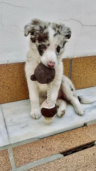 Damper, Border Collie