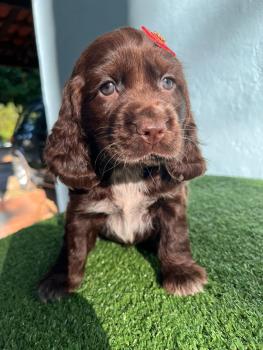 Cacau, Cocker spaniel inglese