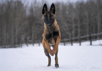 Raya, Pastor Belga Malinois