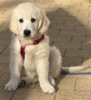 Vicky, Golden Retriever