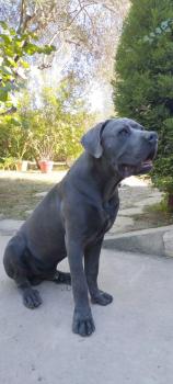 Varkhan, Cane Corso