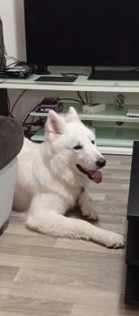 Happy, White swiss Shepherd Dog