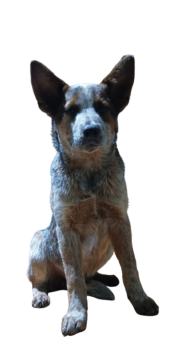 AVĖNDOR KING ROCKY, Australian Cattle Dog