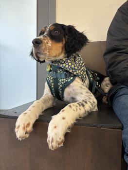 Layla, English Setter