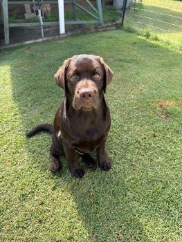 Artemis, Labrador