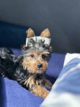 Frederico, Yorkshire Terrier