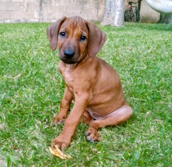 Zawadi, Rhodesian Ridgeback