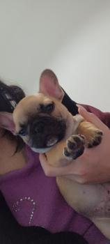 Pumba, French bulldog