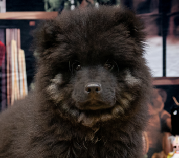 Vador The Dark, Eurasier