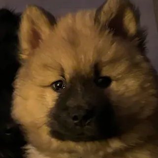 Artemis Coursevent, Eurasier