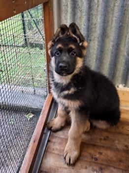 Max, Berger Allemand