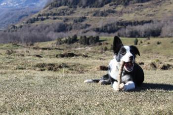 Cora, Border Collie