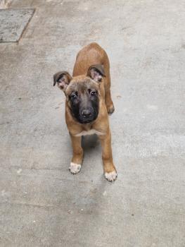 Rocky, Berger Malinois