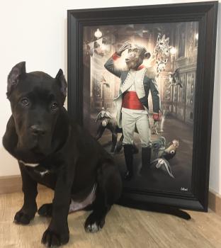 Vegas, Cane Corso