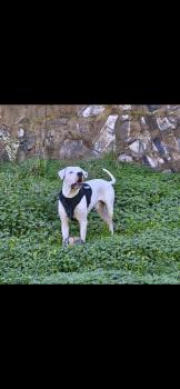 Cafu, Dogo Argentino