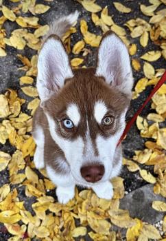 Murphy, Husky Siberiano