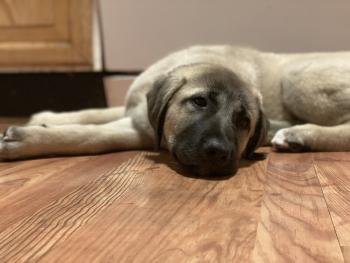 Timsah, Anatolischer Hirtenhund (Kangal)