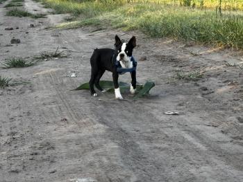 Fatu, Boston Terrier