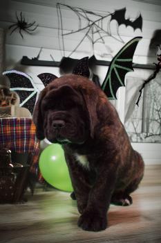 X'MEN IN BLACK de la VALLEE DES MOUNTCHES, Mastiff