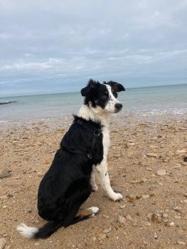 Vénus, Border Collie