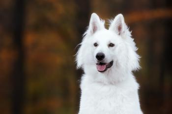 Ibber, White swiss Shepherd Dog