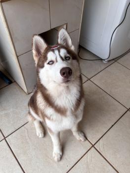 Shanks, Siberian Husky