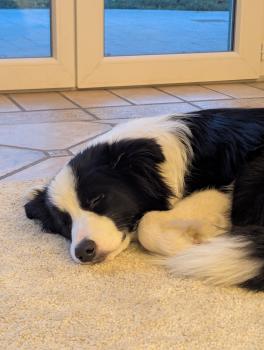 WiFi, Border Collie