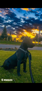 ASLAN, Cane Corso