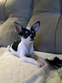 Gisele, Chihuahua