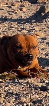 Brownie, Staffordshire Bull Terrier