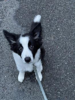 Coco, Border Collie