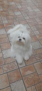 Miyuki, Maltese Bichon